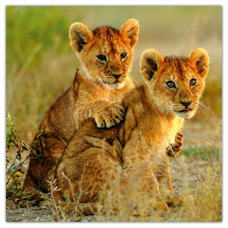 Animal Cuties, képes lemeznaptár 2026