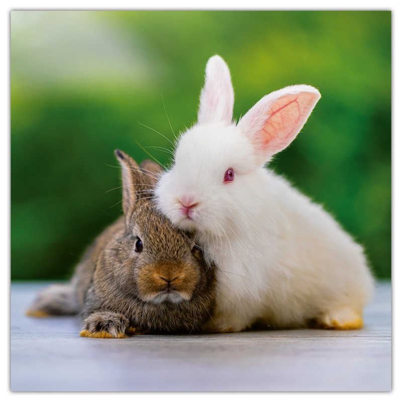 Animal Cuties, képes lemeznaptár 2026