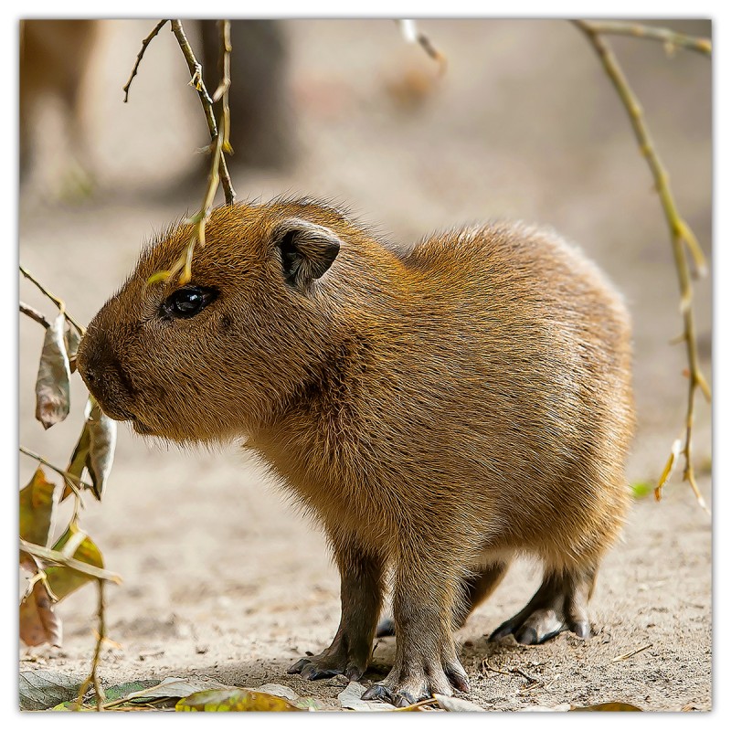 Animal Cuties, képes lemeznaptár 2026