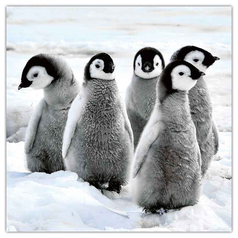 Animal Cuties, képes lemeznaptár 2026